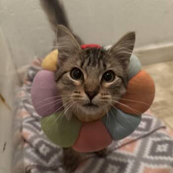 Rescue Tabby Cats for Adoption in Allen, Texas - Junia | PetCurious