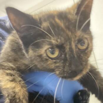 Ethel -  Domestic Short Hair Cat for Adoption in Harrisonburg, Virginia - Ethel | PetCurious