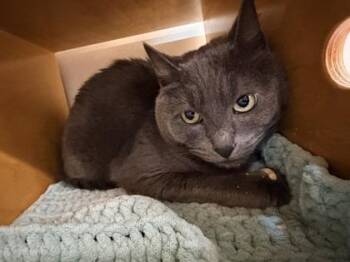 Reptar -  Domestic Short Hair Cat for Adoption in Bellevue, Washington - Reptar | PetCurious