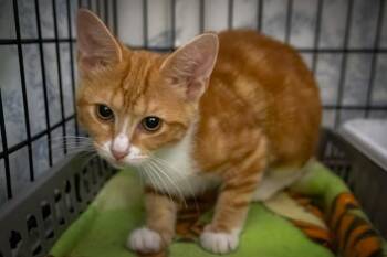 Aspen: Foster Request (FCID# 07/13/26-33 Trainer) -  Tabby Cat for Adoption in Greenville, Delaware - Aspen: Foster Request (FCID# 07/13/26-33 Trainer) | PetCurious