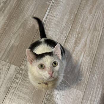 Domestic Short Hair Cats Available for Adoption in Stowe, Pennsylvania - Catrick Swayzee Starr Snader (Sweet Boy - Courtesy Post) | PetCurious