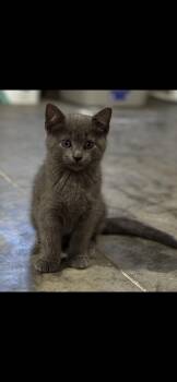 Cosmo -  Domestic Short Hair Cat Available for Adoption in St. Louis, Missouri - Cosmo | PetCurious