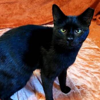 Pickles -  Domestic Short Hair Cat for Adoption in Baltimore, Maryland - Pickles | PetCurious
