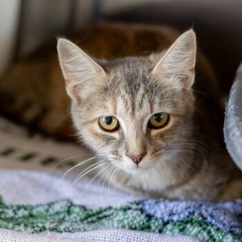 Elena -  Domestic Short Hair Cat for Adoption in Wilmington, Delaware - Elena | PetCurious