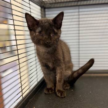 Eragon -  Domestic Short Hair Cat for Adoption in Portage, Michigan - Eragon | PetCurious