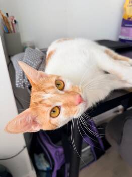 Taylor -  Domestic Short Hair Cat for Adoption in Richmond, Virginia - Taylor | PetCurious