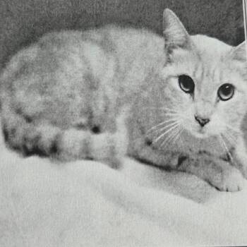 Miss Pots -  Domestic Short Hair Cat for Adoption in San Jacinto, California - Miss Pots | PetCurious