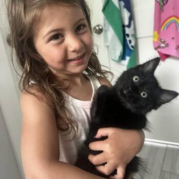 Fluff -  Domestic Long Hair Cat for Adoption in Hopkinton, Massachusetts - Fluff | PetCurious