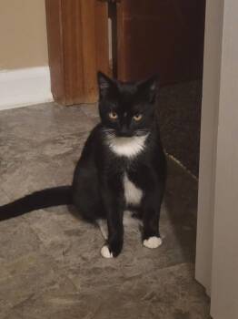 Boba -  Domestic Short Hair Cat for Adoption in Faribault, Minnesota - Boba | PetCurious
