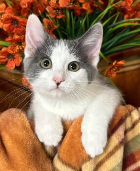 5/23/26 Grayling -  Domestic Short Hair Cat for Adoption in Stillwater, Oklahoma - 5/23/26 Grayling | PetCurious