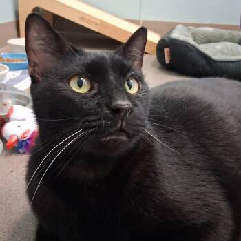 Buckeye -  Domestic Short Hair Cat for Adoption in Middlebury, Vermont - Buckeye | PetCurious
