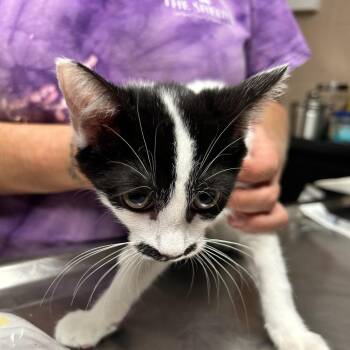 The Bearded Lady -  Domestic Short Hair Cat for Adoption in Newport, North Carolina - The Bearded Lady | PetCurious
