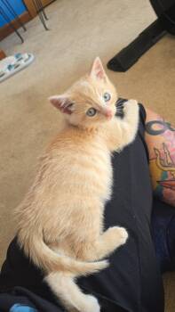 Rescue Domestic Short Hair Cats for Adoption in Mount Sterling, Illinois - Jack | PetCurious