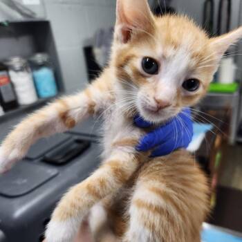 Domestic Short Hair Cats Available for Adoption in Summerville, South Carolina - Isaac | PetCurious