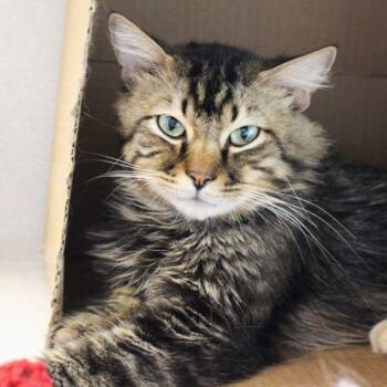 Leo -- Bonded Buddy With Princeton -  Domestic Long Hair Cat for Adoption in Des Moines, Iowa - Leo -- Bonded Buddy With Princeton | PetCurious