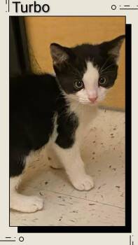 Domestic Short Hair Cats Available for Adoption in Caistor Centre, Ontario - Turbo | PetCurious