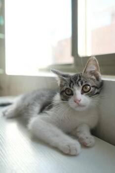 Ralph 2 -  Domestic Short Hair Cat for Adoption in Tucson, Arizona - Ralph 2 | PetCurious
