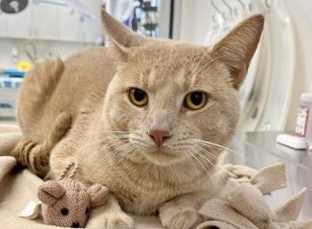 Domestic Short Hair Cats Available for Adoption in Brentwood, Missouri - WALLY | PetCurious