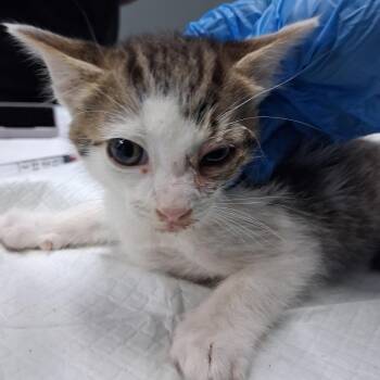 Kylie -  Domestic Short Hair Cat for Adoption in Summerville, South Carolina - Kylie | PetCurious