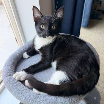 Bruce -  Domestic Short Hair Cat for Adoption in Coachella, California - Bruce | PetCurious