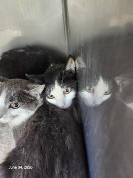 JANET* -  Domestic Short Hair Cat for Adoption in Santa Cruz, California - JANET* | PetCurious
