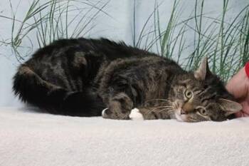 Tot -  Domestic Short Hair Cat for Adoption in West Chester, Pennsylvania - Tot | PetCurious