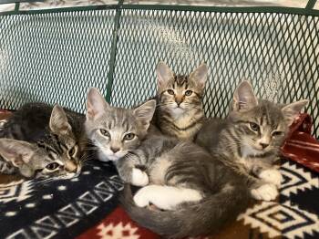 Rescue Tabby Cats for Adoption in Bethel, Connecticut - Aspen