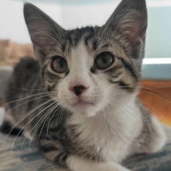 Monty Theobald -  Domestic Short Hair Cat for Adoption in Eagle Mountain, Utah - Monty Theobald | PetCurious