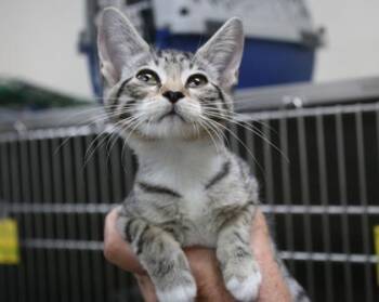 Elle -  Domestic Short Hair Cat for Adoption in Brunswick, Georgia - Elle | PetCurious