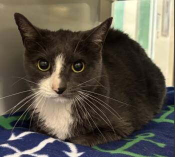 LUNA -  Domestic Short Hair Cat for Adoption in South Lake Tahoe, California - LUNA | PetCurious
