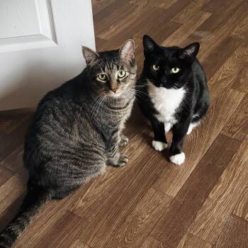 Jackson & Cliff -  Domestic Short Hair Cat for Adoption in Buffalo, New York - Jackson & Cliff | PetCurious