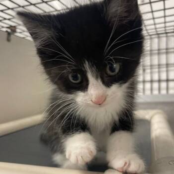 Rescue Domestic Short Hair Cats for Adoption in Kingman, Kansas - Mumble | PetCurious