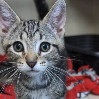 Sprite - Best Friends with 7Up -  Domestic Short Hair Cat for Adoption in West Jefferson, Ohio - Sprite - Best Friends With 7Up | PetCurious