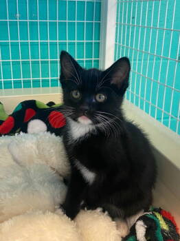 Rescue Domestic Short Hair Cats for Adoption in St. Helens, Oregon - 25-33 Gaston | PetCurious