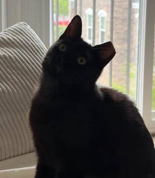 Vesper26 -  Domestic Short Hair Cat for Adoption in Youngsville, North Carolina - Vesper26 | PetCurious