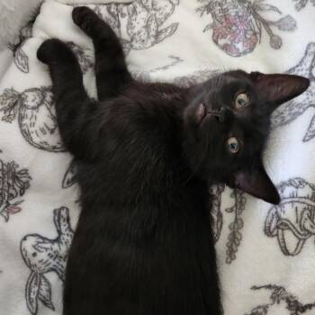 Octavia -  Domestic Short Hair Cat for Adoption in Akron, Ohio - Octavia | PetCurious