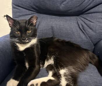 Milo -  Tuxedo Cat for Adoption in Carson City, Nevada - Milo | PetCurious