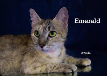 Emerald -  Domestic Short Hair Cat for Adoption in York, Nebraska - Emerald | PetCurious