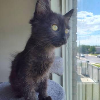 Cannellini -  Domestic Short Hair Cat for Adoption in Bountiful, Utah - Cannellini | PetCurious