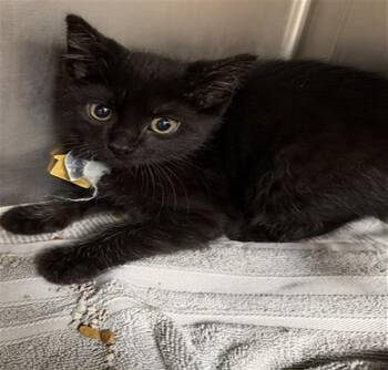 Domestic Short Hair Cats Available for Adoption in St. Louis, Missouri - SONNY | PetCurious