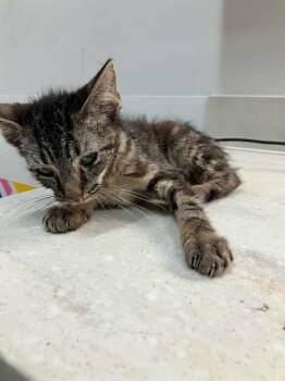 Rescue Domestic Short Hair Cats for Adoption in Baytown, Texas - YIN | PetCurious