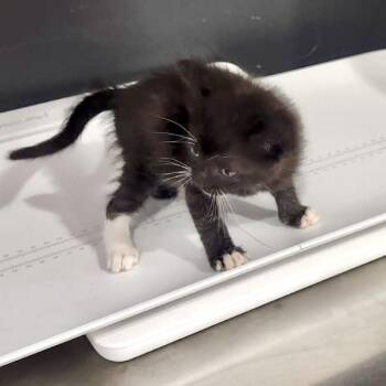 Taro -  Domestic Long Hair Cat for Adoption in Livingston, Texas - Taro | PetCurious