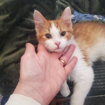 Domestic Short Hair Cats Available for Adoption - Squash | PetCurious