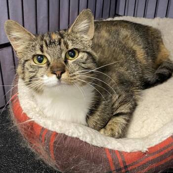 Domestic Short Hair Cats Available for Adoption in North Branford, Connecticut - 26-104 Amelie | PetCurious