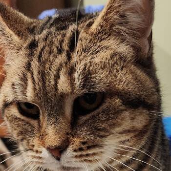 Rescue Domestic Short Hair Cats for Adoption in Fair Haven, Vermont - Chrysalis | PetCurious