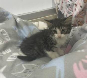 Beans -  Tabby and Maine Coon Cat for Adoption in Parlier, California - Beans | PetCurious