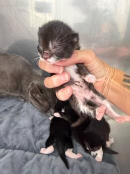 Zella -  Domestic Short Hair Cat for Adoption in Glenfield, New York - Zella | PetCurious