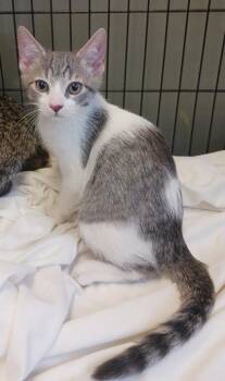 Rune -  Domestic Short Hair Cat for Adoption in West Memphis, Arkansas - Rune | PetCurious