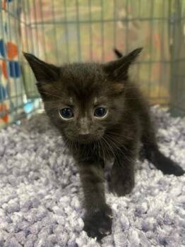 Joy -  Domestic Short Hair Cat for Adoption in Gainesville, Florida - Joy | PetCurious