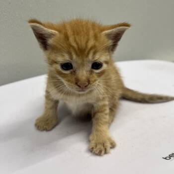Austin -  Domestic Short Hair Cat for Adoption in Tampa, Florida - Austin | PetCurious